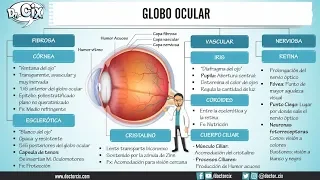 CAPAS DEL GLOBO OCULAR || Morfofisiología