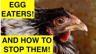 Help my chickens are eating eggs!   4K