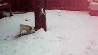 Dogs playing in snow