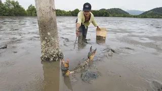 Catching Biggest Mud Crabs In Mud Shore after Water Low Tide