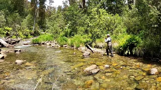 Catching Brown and Rainbow Trout Dry Fly Fishing the Victorian High Country!
