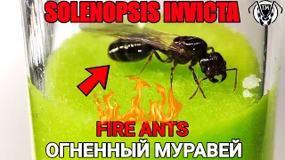 FIRE ANTS Solenopsis invicta // Огненные муравьи // обзор // ТАПОКМИРА