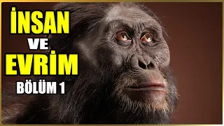 Kuyruksuz Kardeşler: İnsanın Maymunlarla Ortak Evrimsel Kökeni Belgeseli | Bölüm 1