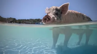 Big Major Cay, Pig Beach, Exumas, the Bahamas