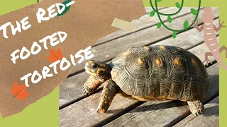 Red Footed Tortoise - Everything You Need To Know