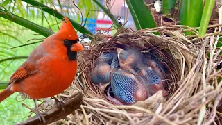 FULL TOUR ON THE RANCH!! We got BABY CARDINALS!!