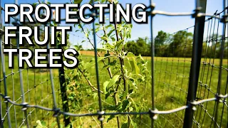 Protecting Fruit Trees For Wildlife