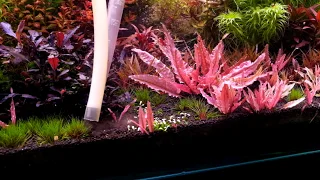 Water change this way to avoid algae