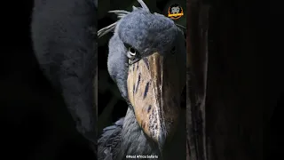 Shoebill Stork | The Last Dinosaur! #shorts #shoebill