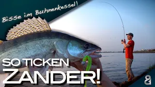 Zander aus dem Buhnenkessel! So ticken Zander!