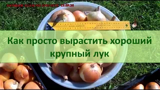 Как просто вырастить хороший лук