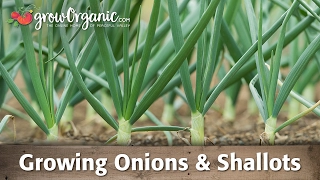 Growing Organic Onions, Leeks, and Shallots