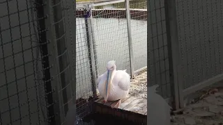 Pelicans Feast On Cape Gannet Chicks  Life |  Wildlife Adventure #shorts