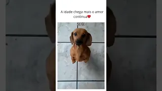 Caiu uma lágrima aqui #viral #pets #cao #animalmemes #viralvideo #cachorro #amopets #dogpictures