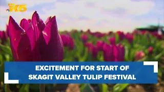 Skagit Valley Tulip Festival starting early after struggles in past years