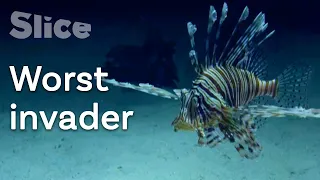 Where did the Lionfish come from ? | SLICE