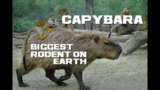 10 Capybara Facts - The Bigger-than-Dogs Rodent - Animal a Day C Week