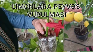 LİMONLARA 🍋 PEYVƏS (CALAQ) VURULMASI🌿