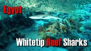 Whitetip Reef Sharks - Red Sea - Egypt