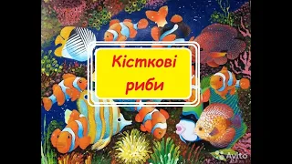 Загальна характеристика класу Кісткові риби