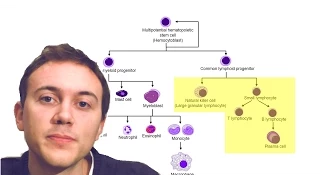 Blood Cancers Explained: Leukemia, Myeloma, Lymphoma, and more