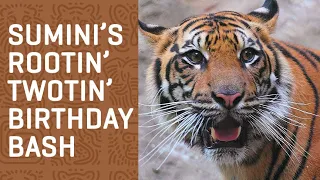 SUMATRAN TIGER'S 2nd Birthday