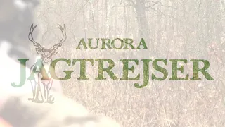 Wild boar hunting with Aurora JagtRejser