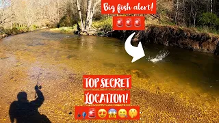 Virginia Trout FISHING in a TOP SECRET Location! Big RAINBOWS & solid Brook trout!  #berkley