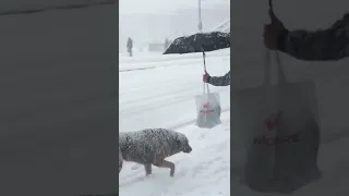 Снегопад: прохожий укрывает собаку зонтом