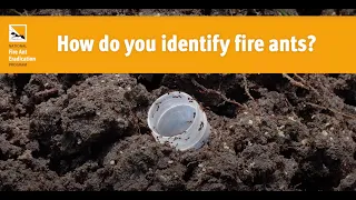 Fire ant identification video