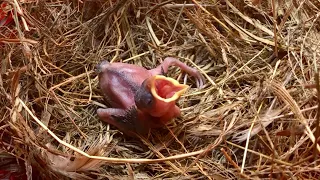 Feeding Small Baby Bird || He Open Mouths For Eat Meat || Get Some Water .