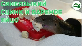 синеязыкий сцинк и вареное яйцо