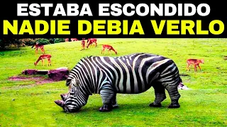 Los 20 CRUZAS De ANIMALES Más Extrañas Del Mundo