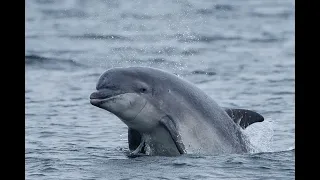 Uk trip Ep.22: Dolphin Watching at Chanonry Point, Inverness, Scotland