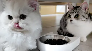 Kittens Compete for Their Meal