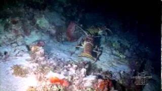 Lobster Love by HD Underwater Video