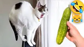 New Funny Animals 😂 Funniest Cats and Dogs Videos 😺🐶 @FunAnimalsTV-321