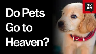 Do Pets Go to Heaven?
