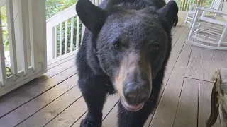Bear Simone - (exceedingly) up close and personal