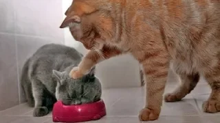 You Will LAUGH SO HARD that YOU WILL FAINT - FUNNY CAT Сompilation