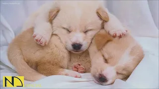 20 HOURS of Deep Sleep Dog Calming Music🐶🎵Dog Separation Anxiety Relief Music🎵Dog Music💖 NadanMusic