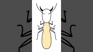 a Termite... Be careful with your home #shorts #art #drawing #tutorial #ibispaintx #bug