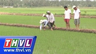 Khoa học nông nghiệp: Chăm sóc lúa Đông Xuân giai đoạn mạ đến đẻ nhánh (01/12/2014)