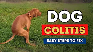 Dog Colitis: Easy Steps To Fix