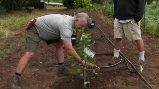 Planting Citrus Trees