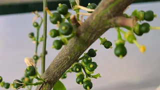 hazle esto a tus arboles de limon naranja mandarina y tendrás más fruta con 2 fertilizantes