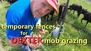 temporary fences and mob grazing Dexter cattle