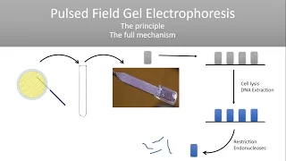 The Principle of Pulsed Field Gel Electrophoresis (PFGE)