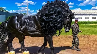 These Rare Horses Are Born Once Every 1000 Years