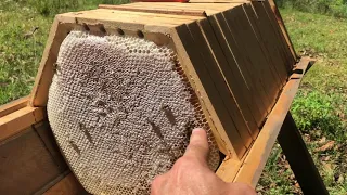 Hexagonal honey comb from a Cathedral Hive | Natural Beekeeping